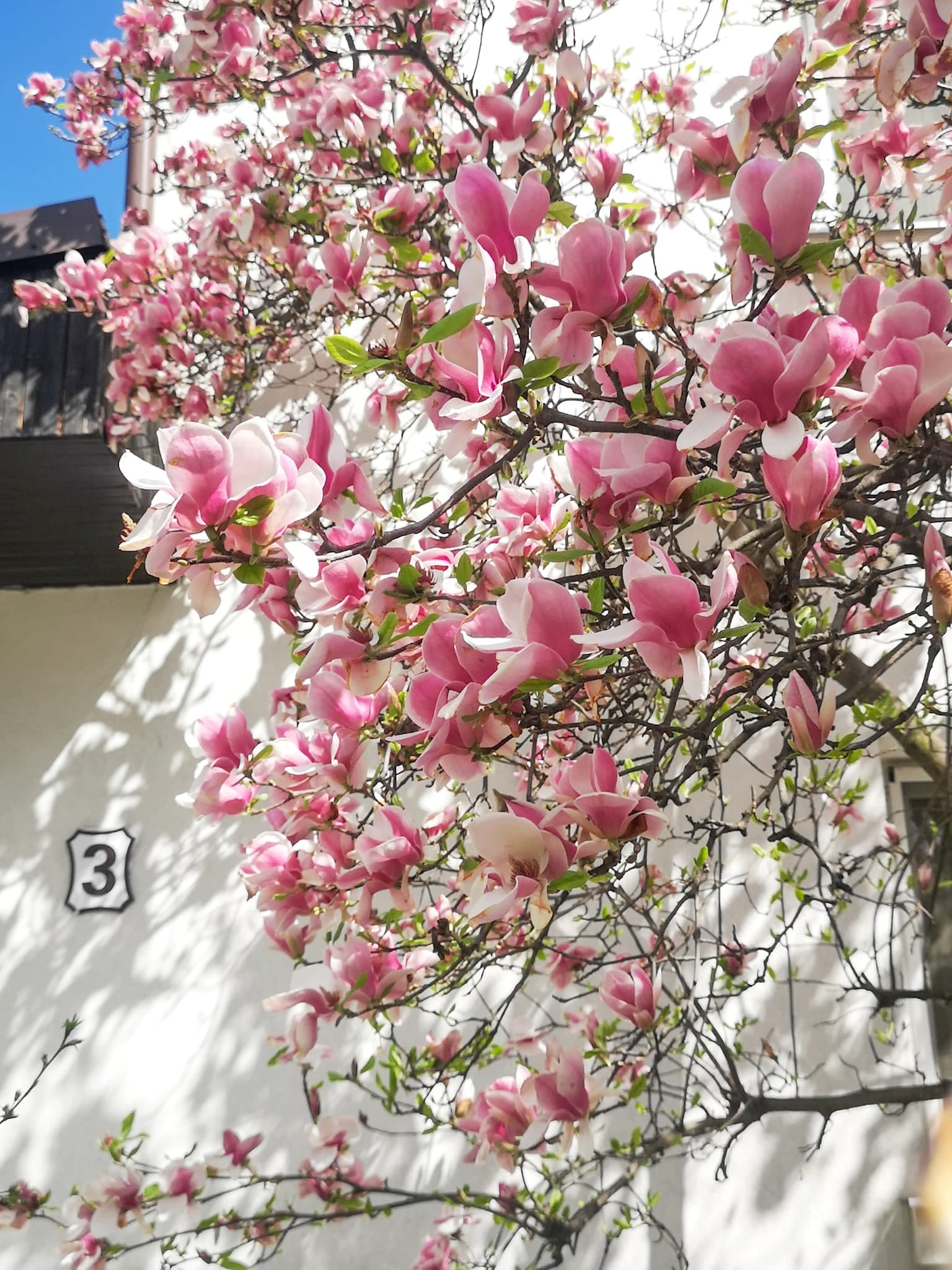 Cele mai frumoase magnolii din Vatra Luminoasă